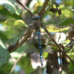 Aeshna mixta